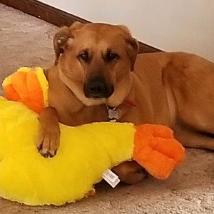 Meet your Posher, Sharon